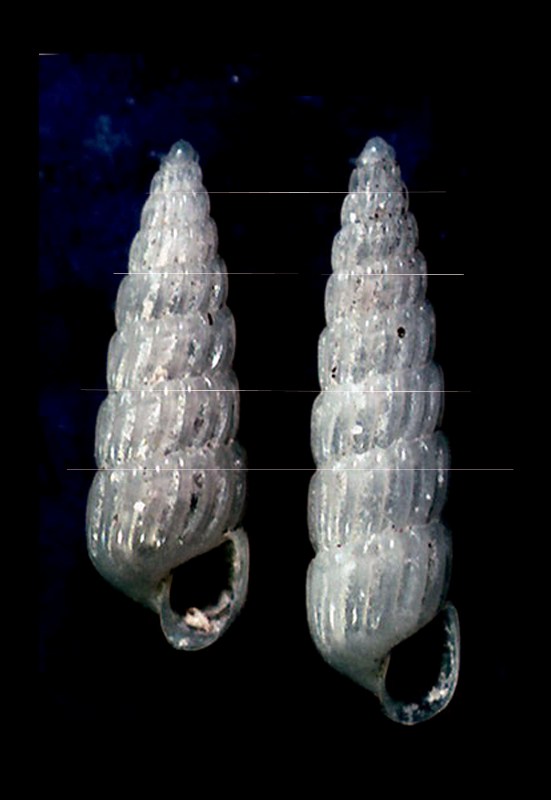 Turbonilla da identificare